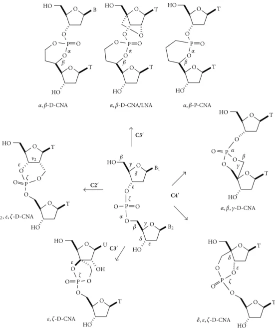 Figure 3: D-CNA dinucleotides building blocks for sugar/phosphate torsion angles control.