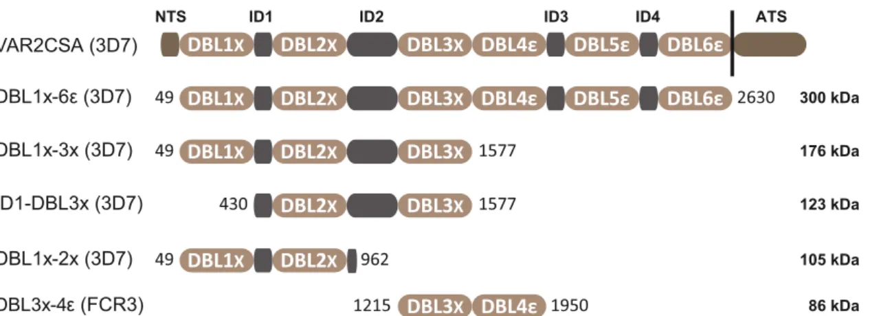 Fig. 1 Schematic representation of the VAR2CSA domain organization and sequence boundaries of the multi-domain constructs used in this study; DBL1x-6 ε (3D7), DBL1x-3× (3D7), ID1-DBL3x (3D7), DBL1x-2× (3D7), and DBL3x-4 ε (FCR3)