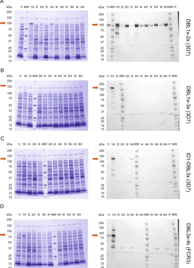 Fig. 3 Expression analysis in E. coli systems in different test conditions SHuf ﬂ e express (1), BL21 (2, 4, 5, 6) and HMS174 (3) cells] of a DBL1x-2×