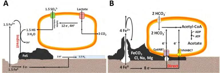 Fig. 6. Schematic proposal of the A. fulgidus corrosion mechanisms in the presence of lactate (A) and with iron metal only (B)