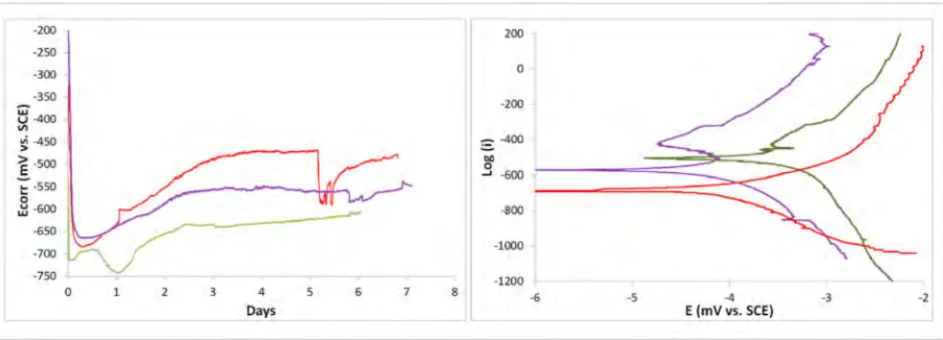 Fig. 5. Physiology of A. fulgidus in the presence and absence of an iron coupon. Fe 2+ released (A), remaining lactate (B) and sulfate (C), and acetate produced  (D)