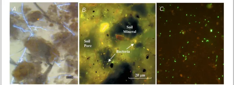 FIGURE 8 | Examples of experimentally determined microbial distribution in soils: (A) microscopic image of hyphae of the fungus Rhizoctonia solani growing in the pore space of a sandy loam