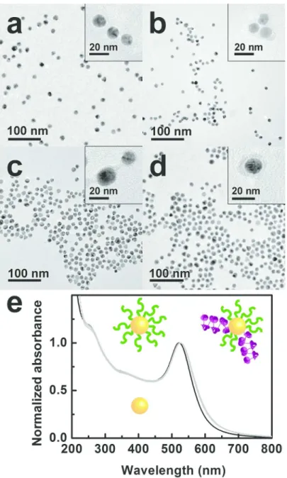 Figure 4. TEM images of (a) Au NPs conjugated with a peptide and exchanged with b) A3cys3, c) α2cys 3