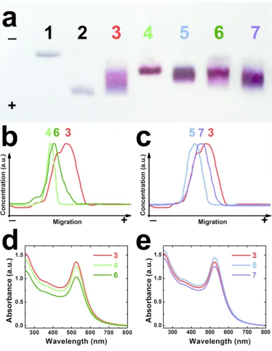 Figure 5. (a) Agarose gel electrophoresis of Au NPs stabilized by (1) citrate or (2) anionic C3E6Asp peptide