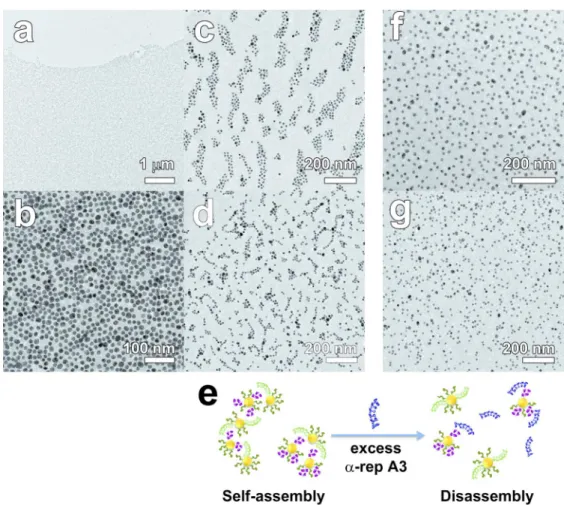 Figure 6. (a-d) TEM images of Au nanoparticles self-assembly induced by the affinity pairing of the  conjugates A3•α17 (a, c) or A3•α2 (b, d) at a nanoparticle : protein molar ratio 1 : 30 (a : b) or 1 : 20 (c,  d)