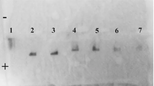 Figure S2. Migration of gold nanoparticle in  agarose gel electrophoresis at low  nanoparticle concentration