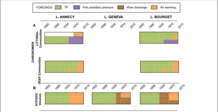 FIGURE 5 | Synthetic view of the relative contribution of local (TP, fish predation pressure, river discharge) and climate (Air warming) forcings to the explained proportion of the