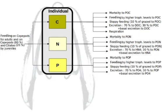 Figure 3: Physiological processes undertaken by ML and taken into account in the model.