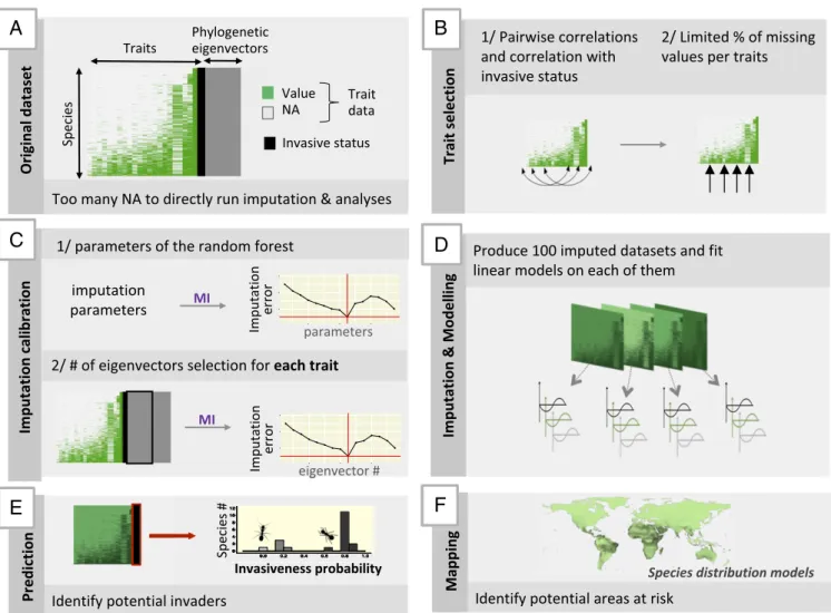 Fig. 3. Diagram summarizing our approach with (A) the initial trait dataset (invasive status is only known for species on IUCN list); (B) trait selection according to different criteria; (C) imputation calibration to maintain the error below a given thresh