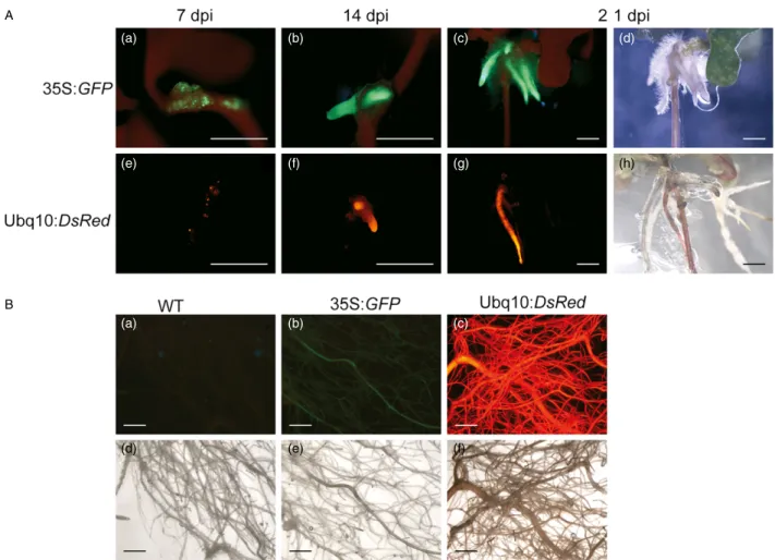 Figure 1 Developmental time course of Eucalyptus grandis hairy roots expressing either the GFP or the DsRed fluorescent markers