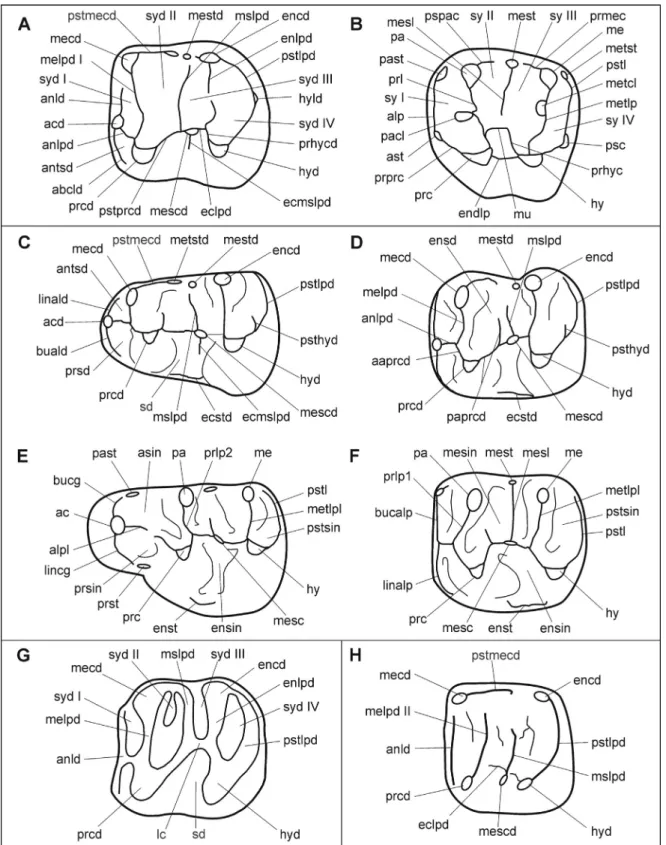 Fig. 2. Dental nomenclature employed for the description of the teeth of Theridomyidae (A, B), Cricetidae (C–F), Eomyidae (G) and Gliridae (H)