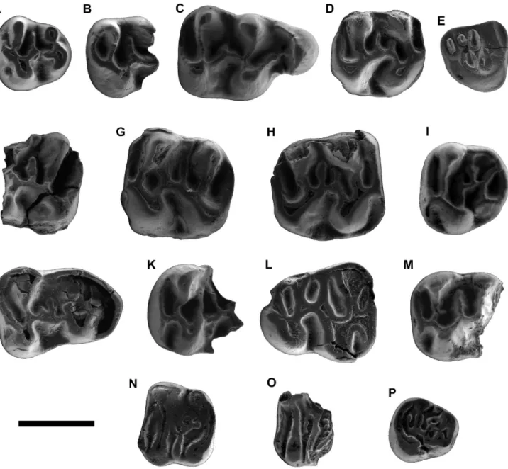 Fig. 4. ESEM pictures of the teeth of Eomyidae, Cricetidae and Gliridae from Santpedor-2