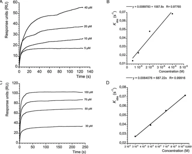 Fig. 5. CsA/atumnalamide association to immobilized Cyp A and ligand binding analysis
