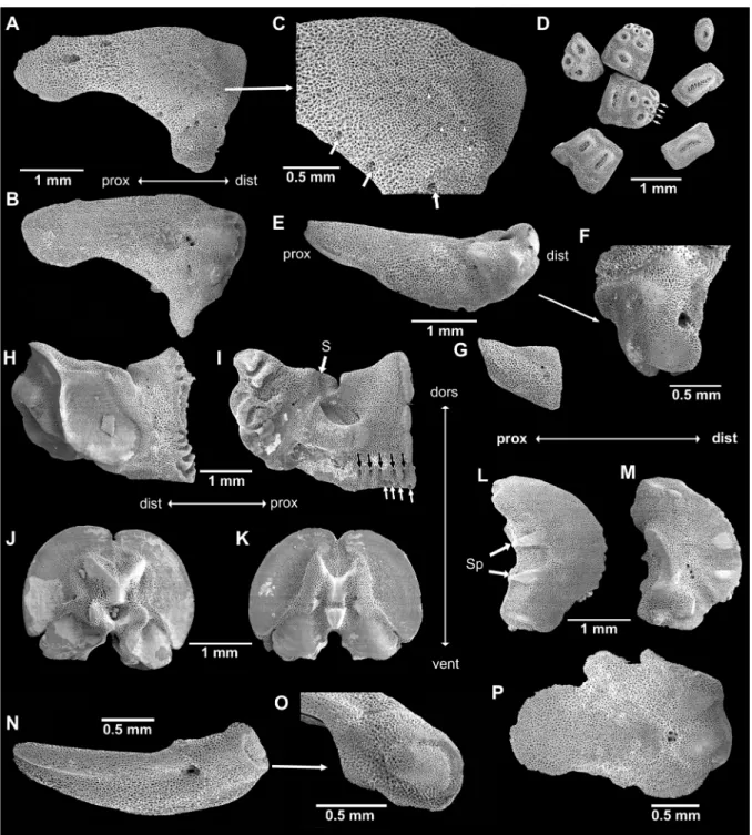 Fig. 3. SEM images of skeletal elements of Ophioderma longicauda (Bruzelius, 1805). A–M
