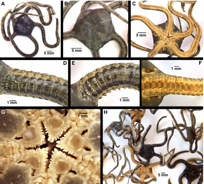 Fig. 7. Ophioderma africana sp. nov., digital images. A–G. Holotype (SMNH-Type-7484). A