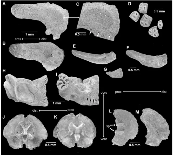 Fig. 8. SEM images of skeletal elements of Ophioderma africana sp. nov., from paratype of 15.7 mm  disc diameter (SMNH-Type-7486)