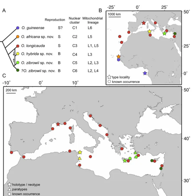 Fig. 1. Phylogenetic relationships and distribution of species of Ophioderma Müller &amp; Troschel, 1840  in the Northeast and Tropical Atlantic Ocean and the Mediterranean Sea