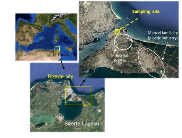 Figure 1. Sampling site location (Bizerte, Tunisia) 