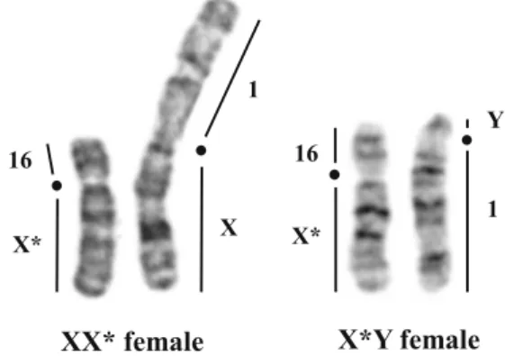 Fig. 1 G-banded sex chromosomes of the XX* and X*Y females. X and Y chromosomes are translocated to autosome pair 1, and X* to autosome 16