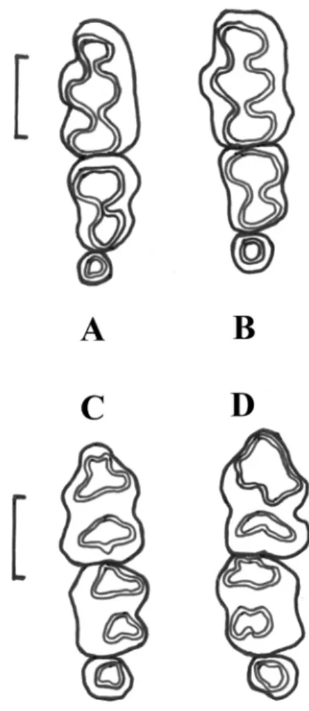 Fig. 2: Upper (A, B) and lower (C, D) dental rows in  Neusticomys  oyapocki specimens with three molars