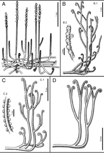 Fig. 1. Whole plant reconstructions highlighting morphological diversity within the Zosterophyllopsida