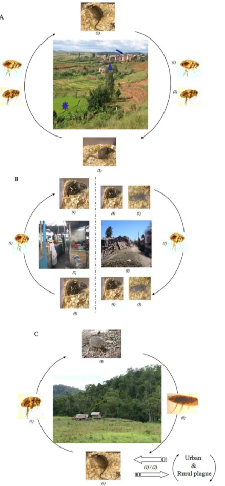Figure 3. Plague transmission cycle. A) Plague cycle in the rural area of Madagascar. Rural plague foci of the highlands are organized into three habitats: houses (arrow), sisal hedges (arrowhead), and rice fields (star)
