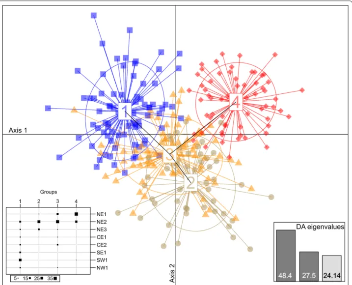 Fig. 3  Discriminant analysis of principal components of stone marten from Poland grouped into 4 clusters on the first two axes of DAPC