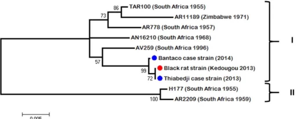 Fig. 3. Unrooted maximum likelihood tree of 845-bp of the E region of WSLV strains isolated in this study (blue circle for human strain and red circle for black rat strain) and in previous ones from southern Africa countries.