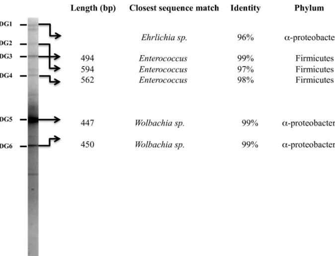 Fig 3. DGGE profile of amplified gene fragments of bacterial 16S rDNA from midguts of P