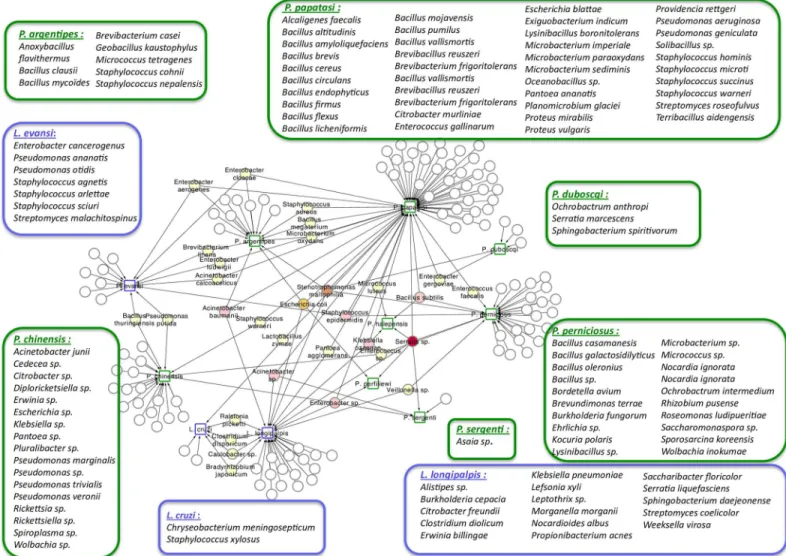 Fig 6. Network analysis showing the shared bacteria species found in Phlebotomus sand flies including P