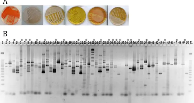 Fig 2. (A) Aspect of some gut isolated bacterial colonies grown on Luedemann medium. (B) Example of PCR-ITS analysis performed on 49 out of 556 bacterial colonies isolated from the guts of colony-reared and field-collected sandflies