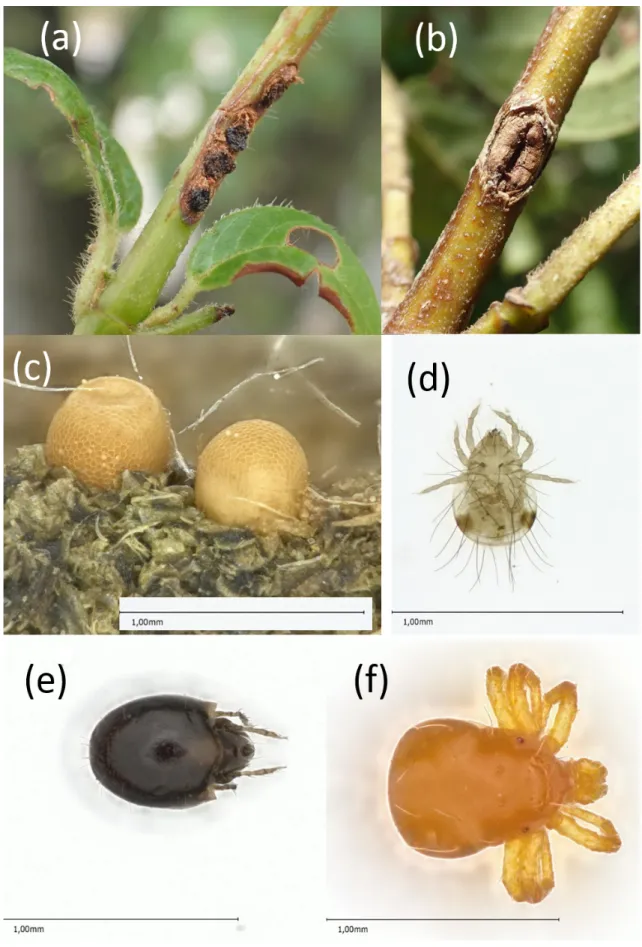 Figure 1 Pictures of (a) four intact Pyrrhalta viburni egg masses along a Viburnum tinus twig, with the protective “egg cap” visible; (b) one damaged P