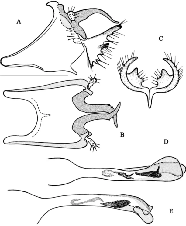 Fig. 4. Chimarra fenoevo sp. nov. A–B. Abdominal segments IX and X. A. Lateral view. B