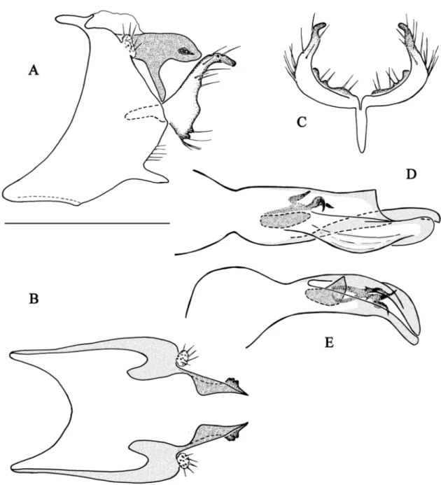 Fig. 8. Chimarra gensonae sp. nov. A–B. Abdominal segments IX and X. A. Lateral view. B