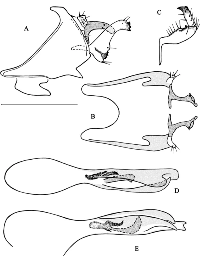Fig. 9. Chimarra jejyorum sp. nov. A–B. Abdominal segments IX and X. A. Lateral view with ventral  margin of sternite VIII