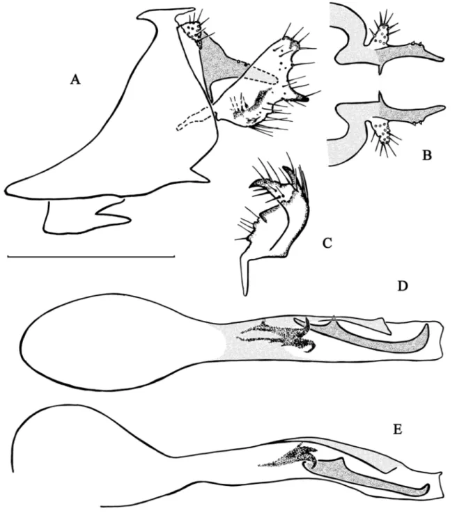 Fig. 10. Chimarra hamatra sp. nov. A–B. Abdominal segments IX and X. A. Lateral view with ventral  margin of sternite VIII