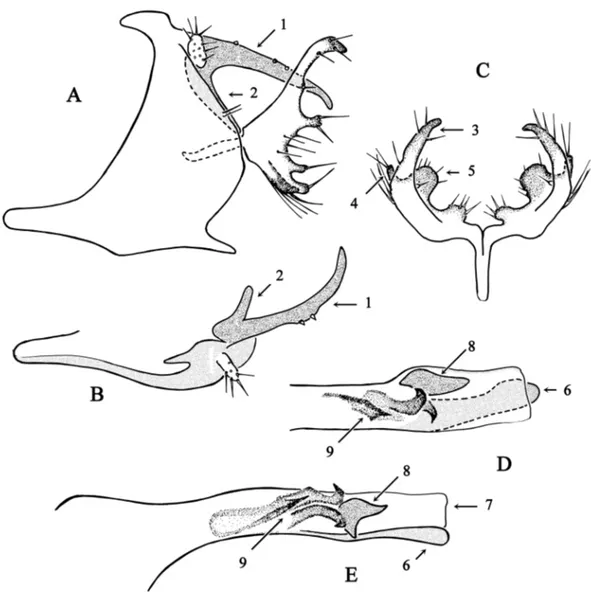 Fig. 2. Chimarra lehibemavo sp. nov. A–B. Abdominal segments IX and X. A. Lateral view