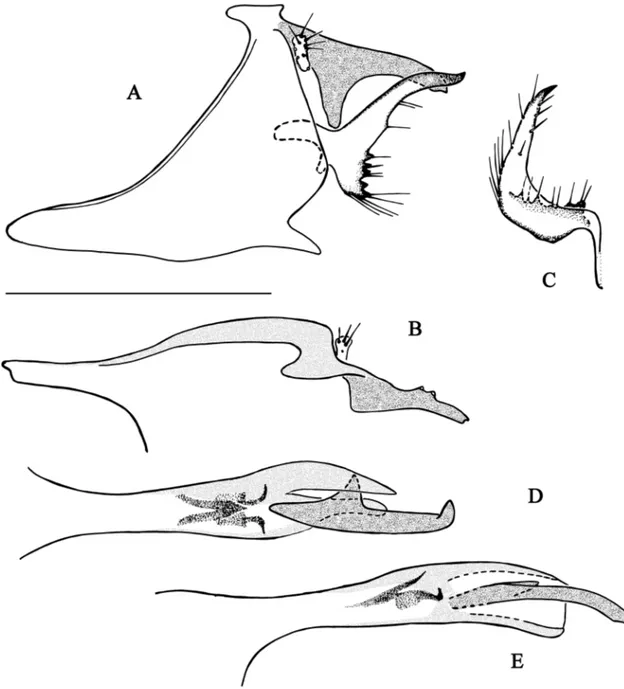 Fig. 3. Chimarra cebegepi sp. nov. A–B. Abdominal segments IX and X. A. Lateral view. B