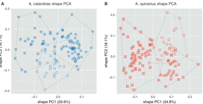 Fig. 3. Shape PCA for exploring female variation within Anisopteromalus calandrae and A