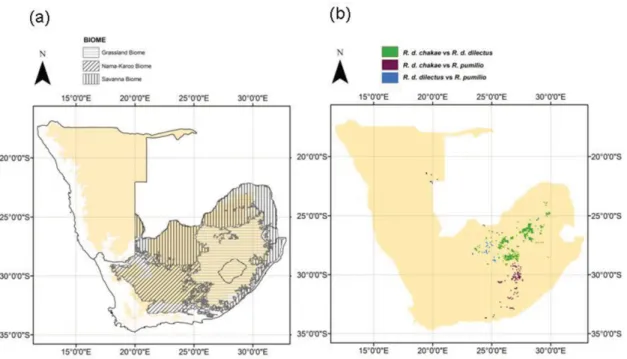 Figure 6. Predicted contact zones between lineages. Panel (a) shows the major biomes at the interface of contact zones in South Africa, as well as the 900-m contour (yellow background) that constitutes an approximate limit for the escarpment area; panel (b