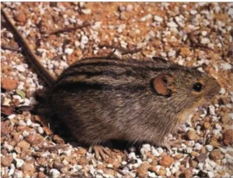 Figure 1. African striped mouse.