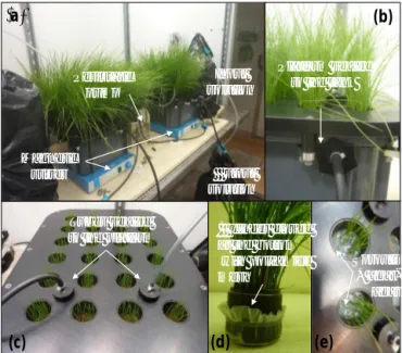 Figure 1. The labeling experiment in the growth chamber. (a) The two labeled tanks are connected to the solution containers