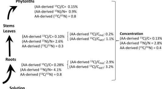 Figure 2. Concentration of AA-derived 13 C and AA-derived 15 N in bulk matter, phenylalanine (PHE) and methionine (MET) of roots, stems and leaves, and phytoliths of Festuca arundinacea grown in labeled tanks (in % of bulk C, N, PHE and MET).