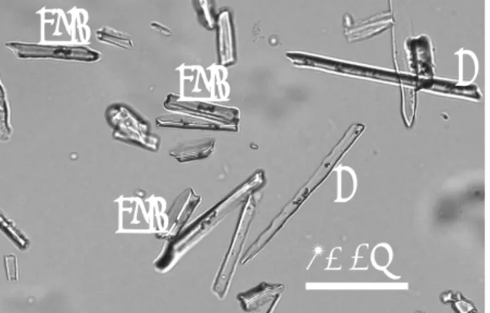 Figure 4. Natural light microscopy image of the phytolith assem- assem-blage produced by the stems and leaves of Festuca arundinacea dominated by (e) the elongate type and (gsc) the grass short cell trapeziform type (Madella et al., 2005).