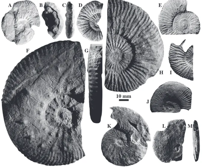 Fig. 14. Selected ammonites from Tré Maroua