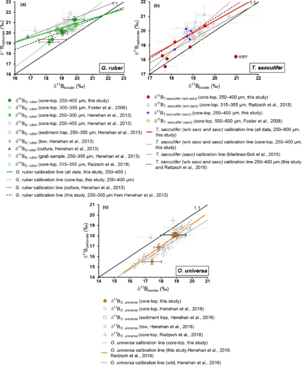 Figure 4. Boron isotopic measurements of mixed-layer foraminifera plotted against δ 11 B borate 