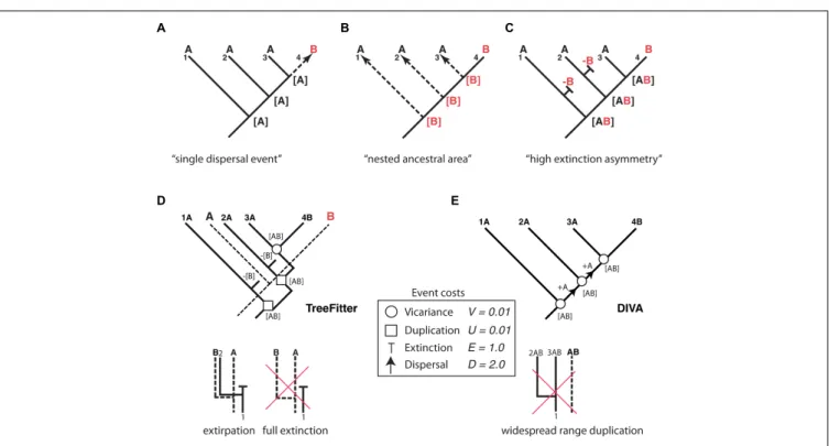 FIGURE 4 | Effect of differential rates of extinction across areas on the recovery of biogeographic patterns