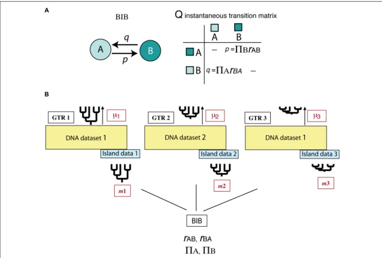 FIGURE 7 | Bayesian Island Biogeography (BIB) model (Sanmartín et al., 2008). (A) Geographic evolution is modeled as a CTMC process with discrete states represented by single areas (A, B); unlike DEC, there are no widespread ranges in this model