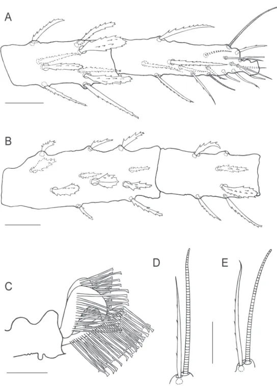 Figure 9. Bryobia gigas sp. n., female: A tarsus and tibia II B genu and femur II C claws and empodia  II–IV D duplex setae on tarsus III E duplex setae on tarsus IV