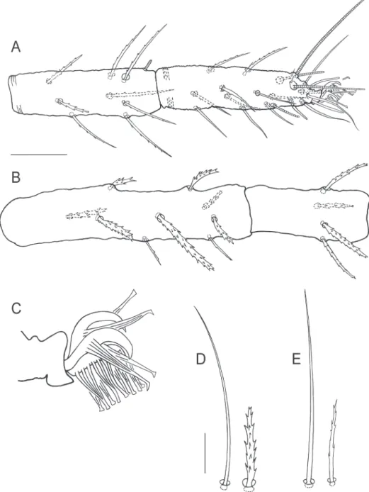 Figure 3.  Bryobia belliloci sp. n., female:  A  tarsus and tibia I  B  genu and femur I  C  claws and empodia I–IV  D  coxisternal setae 1b and 1c  E  Bryobia cinereae Auger &amp; Migeon (2014), Holotype female, coxisternal setae  1b and 1c